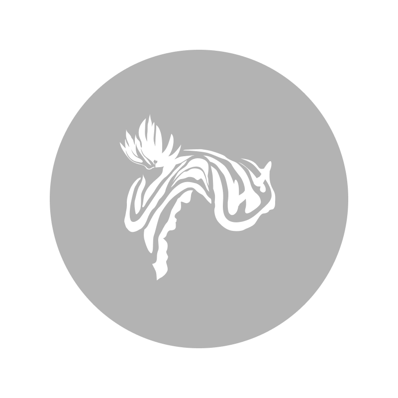 Thysanozoon sp. from Hurghada, Egypt